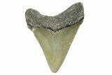 Serrated, Juvenile Megalodon Tooth - North Carolina #352416-1